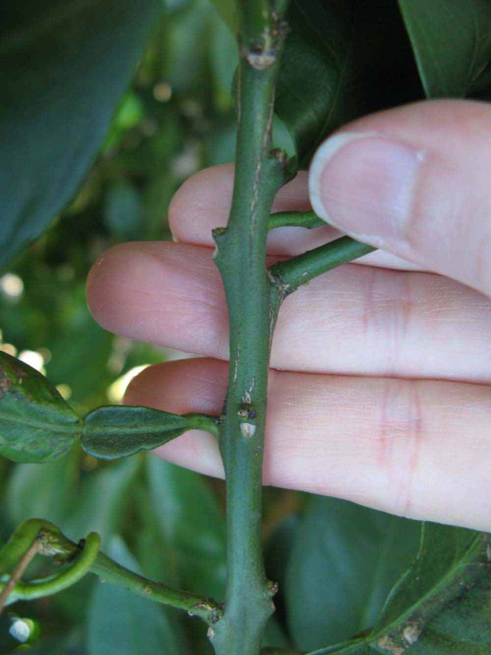            First year twig (Winter Haven, FL)   